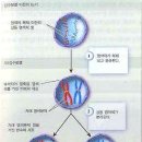 간략한 감수분열과정과 2가 염색체 형성과정에 관한 사진이에요~~^^ 이미지