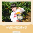수호농장 | 제주 아이와 가볼만한곳 추천 최남단체험감귤농장 4월 진지향 따기