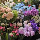 원종인의Flower 이미지