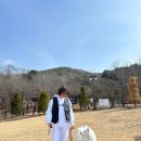포천 서울 근교 애견동반(대형견 가능) 브런치 카페 &#39;울미숲&#39; 후기 / 오늘의 착장 이지 고샤