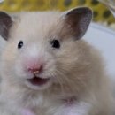 로던트클럽 강서마곡점 이미지