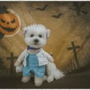 놀루오숑 이미지