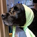 동물보육원 김포지부 이미지