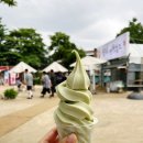양평 가볼만한 곳 두물머리 맛집 연핫도그와 연잎아이스크림 주차꿀팁