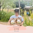 춘천 감자밭 카페 감자빵, 굿즈 후기