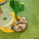 힐링 펫 카페 이미지