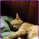 안심동물의료센터 이미지