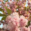 은성사 | 용인 은성사 겹벚꽃 후기(4.26 상태 + 내년 방문 기준까지....)