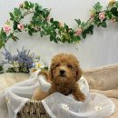 가온펫(안심분양센터) 이미지