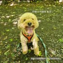 프로펫 애견샵 이미지