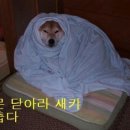 앙 이미지