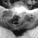 돌봄동물메디컬클리닉 이미지