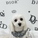 몽몽하개 이미지