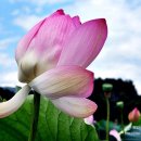 해평 금호리 네이버블로그