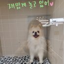 후스독 이미지
