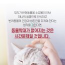 운정힐링동물병원 네이버블로그