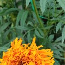 메리골드 이미지