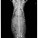 송도 클로버동물병원 이미지