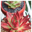 싱싱다육그린원 이미지