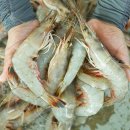 맛수러움 이미지