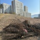 태우조경 네이버블로그