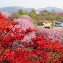 우리고장[꽃동산]전주 완산동..완산칠봉 꽃동산 다녀왔어요..]2015.4.22 이미지