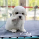 플레이독 네이버블로그