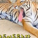 옥계쌍둥이동물농장 이미지