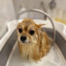 반짝반짝내작은개 이미지