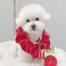 몽트라슈 이미지