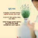 천연 벌레 퇴치제5 이미지