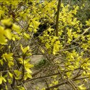 2006년 3월 하순 화단에핀 18종류 꽃과 식물들 입니다.[51장] 이미지