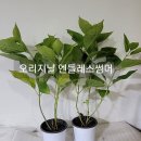러브핑키