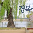 부암역 5번 출구 교통섬 | 경복궁 벚꽃 경회루 &amp; 향원정 서울궁궐 꽃 피는 봄