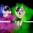 플라잉독 이미지