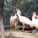 우포따오기 사진전 이미지