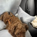 민주댕이 | 성남 위례 강아지 미용실 추천 및 가격 그룸앤먼치