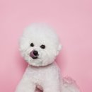 이천동물의료센터 이미지