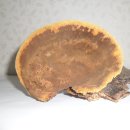 야생 뽕나무 상황버섯, 자작나무 차가버섯 (냉동) 이미지