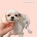 토브 펫 살롱 이미지