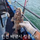킹콩김밥 | 인천배낚시 체험 우럭 잡히는 킹콩낚시 오전출항 후기