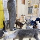 파주고양이 미용실 | 일산 고양이카페 냥이놀이터 방문후기 헤어디자이너일상