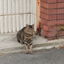 동네고양이 티스토리