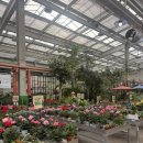 케이-땡큐할인마트 | (고양/대화)식물 쇼핑 성지 발견, 대화 한국화훼농협(케이플라워마트 본점) 솔직후기