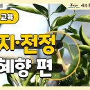 천혜향 정지(整枝), 전정(剪定) 방법 - 제주농업기술원 이미지
