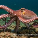 문어다리여덟개 | 여름 보양식 [ 🐙문어 ]의 효능과 부작용 + 간단한 문어 레시피 3가지