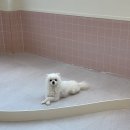 퍼피파파 이미지