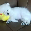 견생일기 이미지