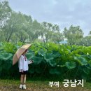 서동공원 | 충남 부여 궁남지 서동공원 연꽃 비오는날 아이랑 연못 자연 관찰