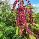 개성농장 2 이미지